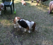 CreamCornAug2012 007